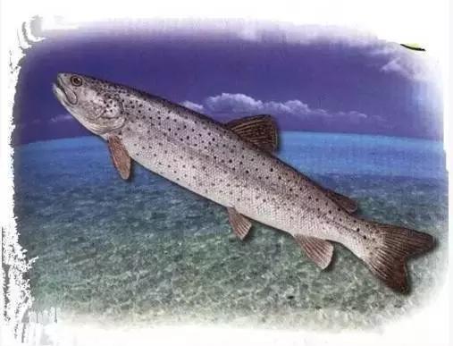 黑龙江省的鳇鱼,中国黑龙江的鳇鱼