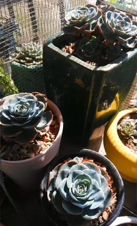 我的爱多肉原版视频,多肉我的一生所爱原版