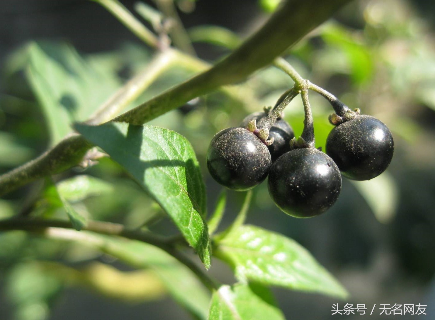 农村路边不起眼的野草，如今却用它致富，每亩超过万元