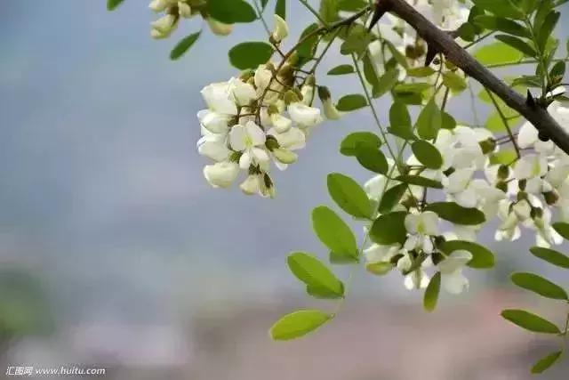 大连周边最佳赏槐地美的让人窒息