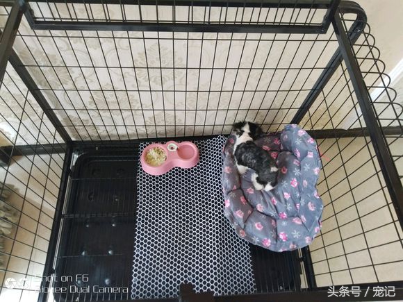 网上买的哈士奇180块,花了1000买的哈士奇