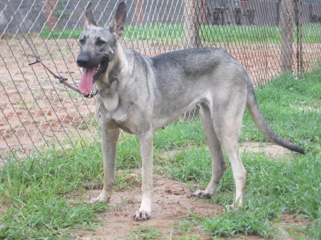 德牧和狼青犬有什么区别？为什么狼青犬的名气比不上德牧？