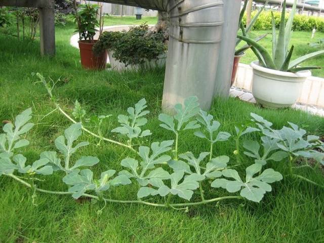 日常生活十个小偏方戒烟戒酒,日常生活小偏方