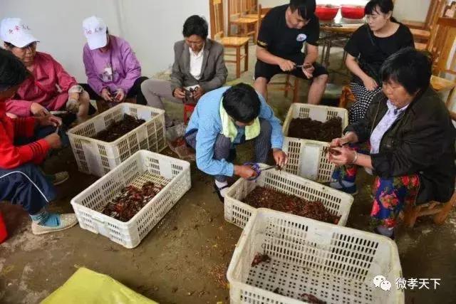 双河镇首届龙虾节,乡村振兴龙虾节