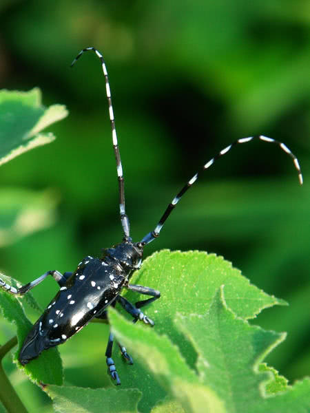 盘点小时候在农村常见的虫子,农村小时候常见的虫子