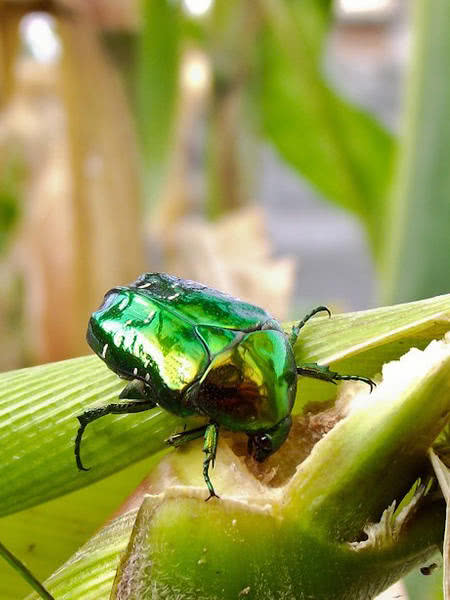 盘点小时候在农村常见的虫子,农村小时候常见的虫子