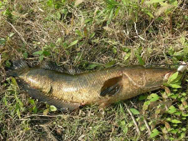 废弃鱼塘黑鱼泛滥,农村野塘里面的黑鱼