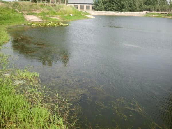 废弃鱼塘黑鱼泛滥,农村野塘里面的黑鱼