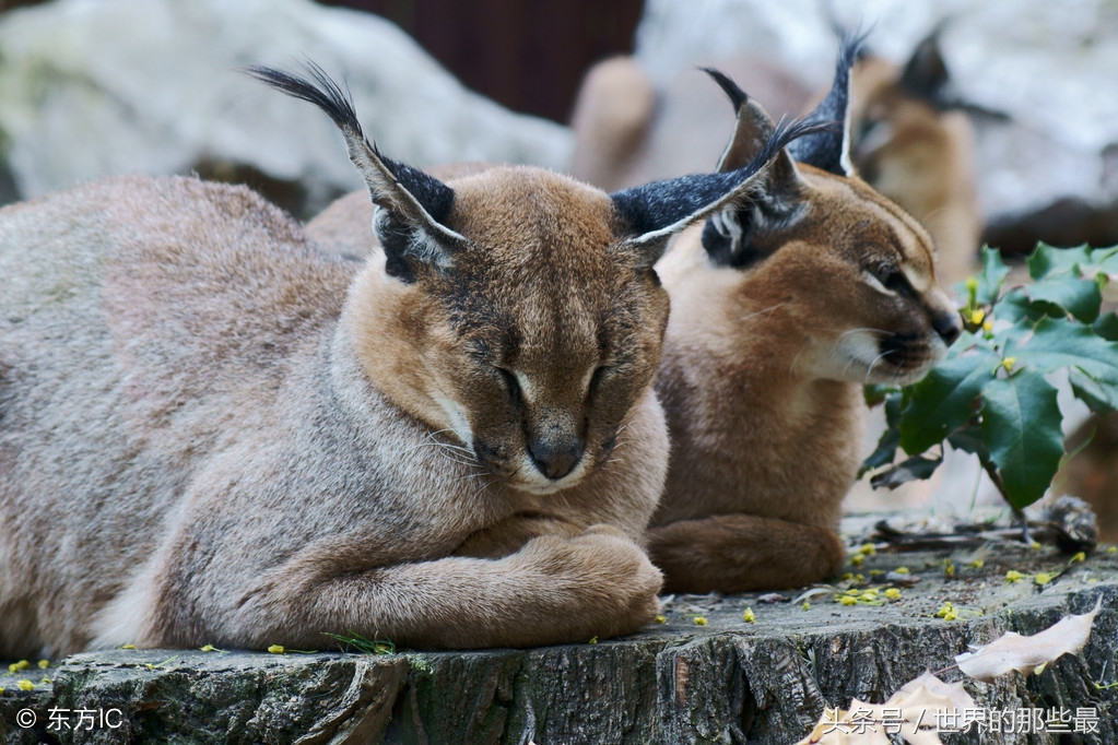 猫科前十排名,猫科最大体型排行