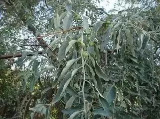 骆驼在沙漠里吃东西的视频,沙漠带刺植物骆驼吃有营养吗