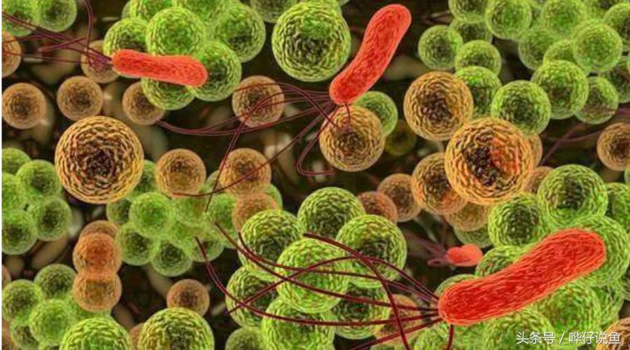 养观赏鱼em菌有必要吗,鱼缸养鱼em菌的正确使用方法