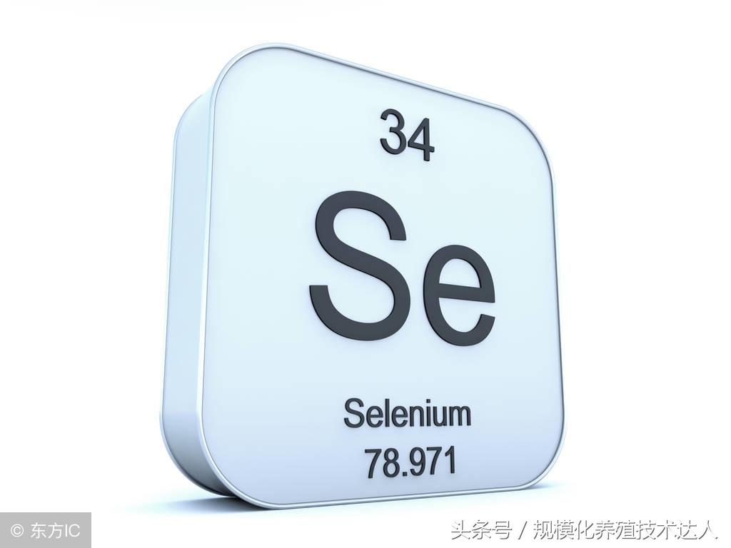 山羊羊病快速诊断与防治,怎样防治山羊的白肌病