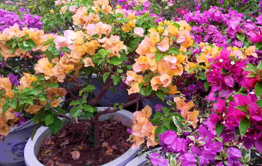 繁殖花卉不用愁，这6种花修剪下来的枝条就可以，一次繁殖多盆！