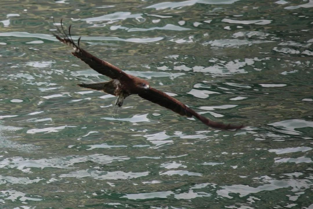 香港仔避风塘的介绍,香港仔避风塘图片