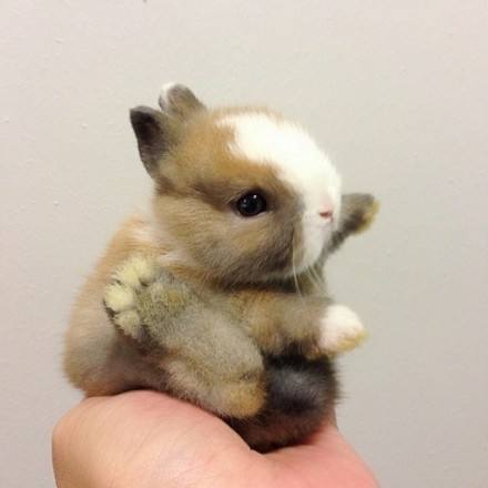 小兔子的微表情文字,小兔子表情怎么弄