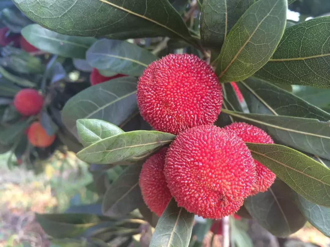 又到一年杨梅季完整视频,又到一年杨梅季