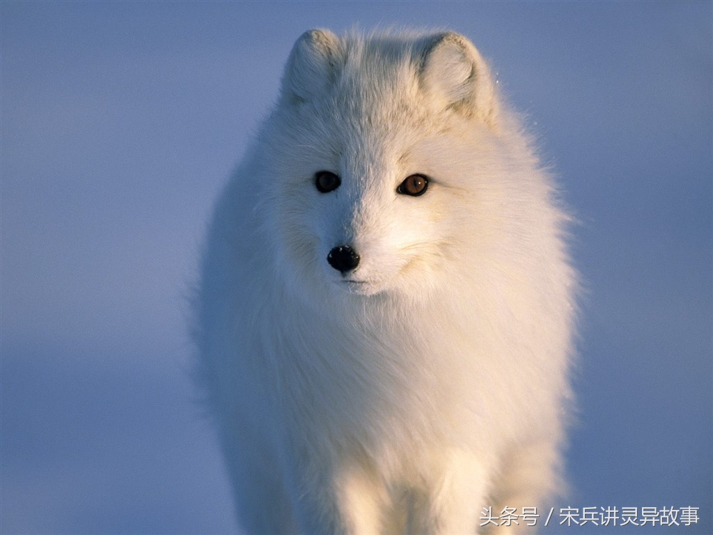 狐狸渡劫的真实故事,狐狸渡劫的民间故事