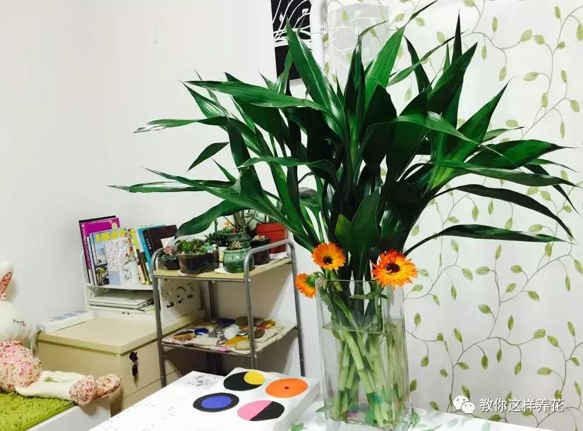 富贵竹叶子发黄喷营养液,富贵竹一浇水叶子就蔫