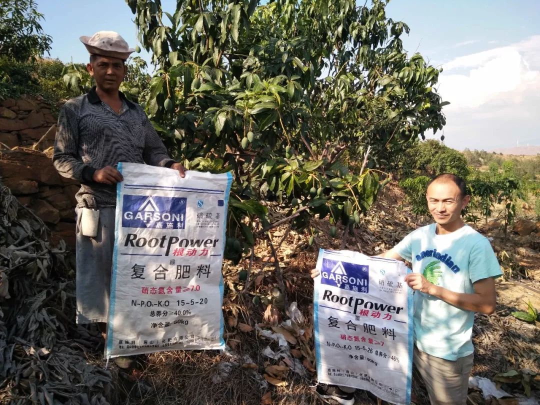 芒果幼果期氨基酸水溶肥,芒果营养肥