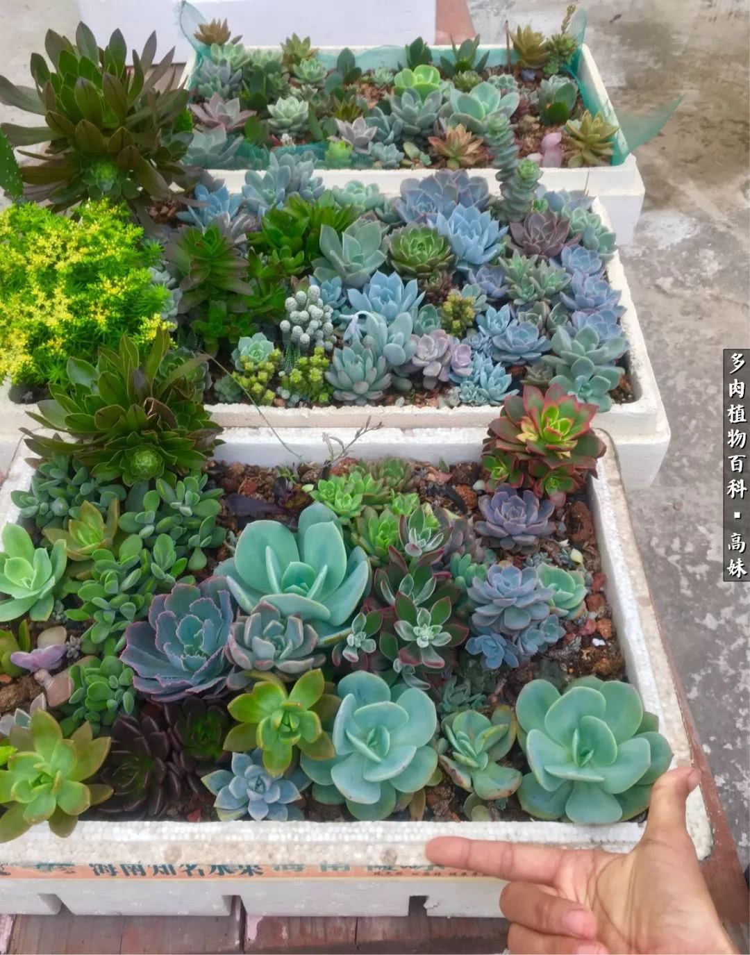 90张多肉图片——纪念入坑两周年！