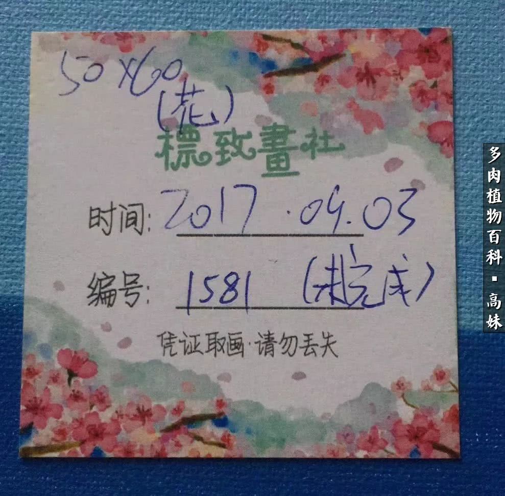 90张多肉图片——纪念入坑两周年！