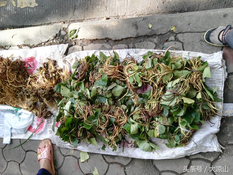 神奇的“黑根”,德昌端午节寻常百姓家药膳必备