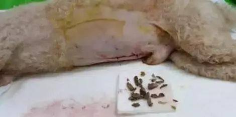 狗吃木糖醇会致死真的假的,多少克木糖醇可令狗死亡