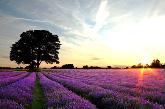 中国薰衣草庄园怎么样,薰衣草庄园到底怎么样