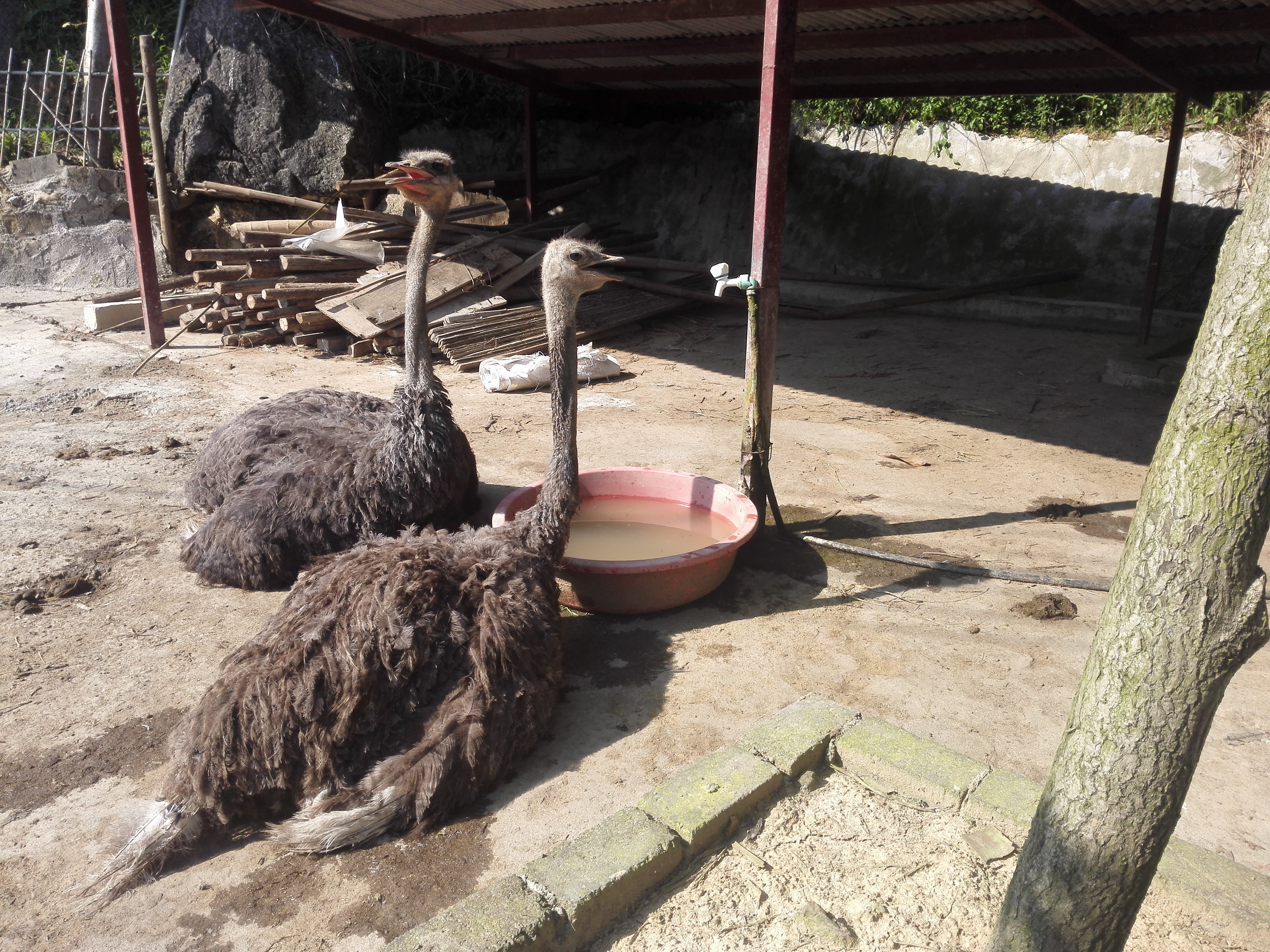 广西全州农庄排名,广西全州县绕村绿岛生态农庄