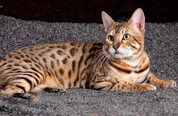 全球最贵的猫王,全球最贵的猫