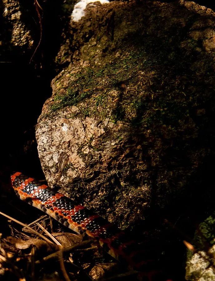 家里进蛇要怎么处理,家里进蛇后多久会死