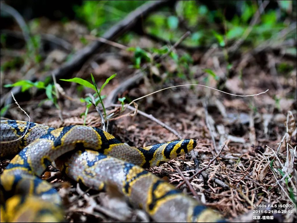家里进蛇要怎么处理,家里进蛇后多久会死