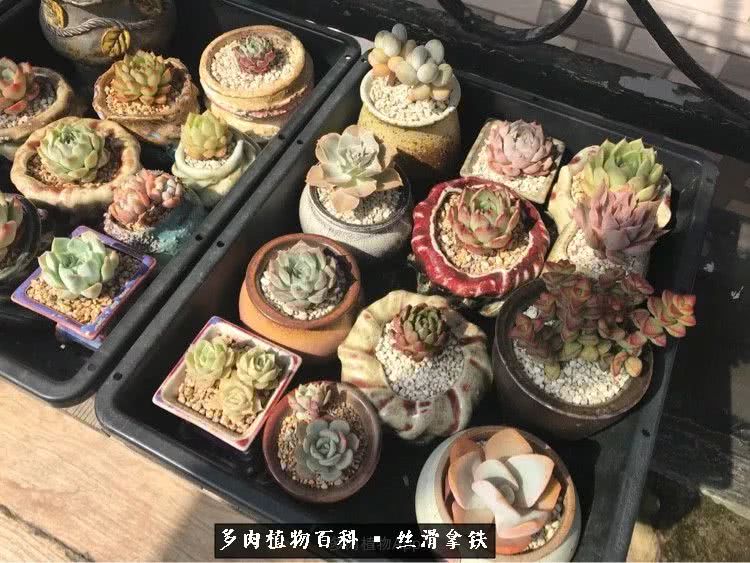 总结一下养多肉的夏天,好养活的多肉冬天和夏天