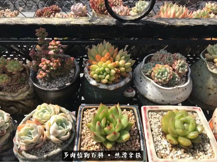 总结一下养多肉的夏天,好养活的多肉冬天和夏天