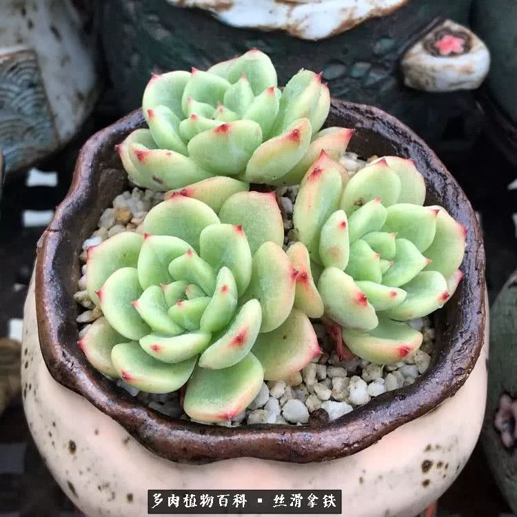 总结一下养多肉的夏天,好养活的多肉冬天和夏天