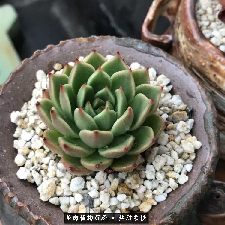 总结一下养多肉的夏天,好养活的多肉冬天和夏天