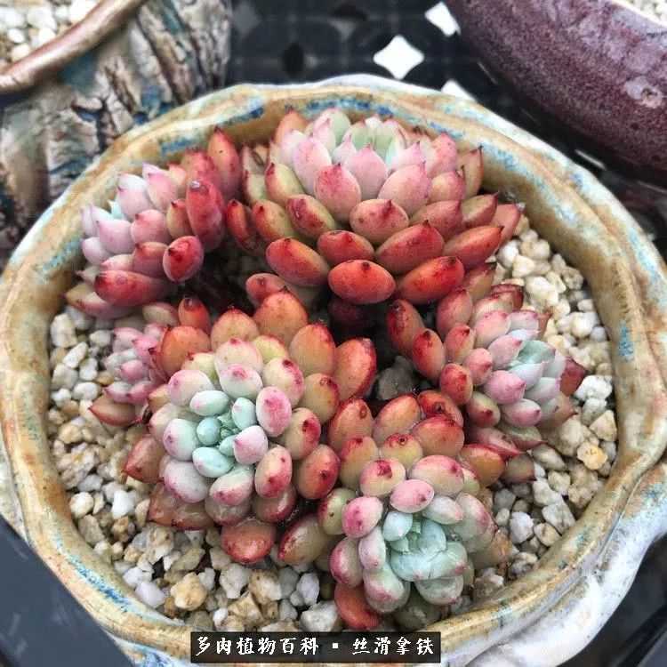 总结一下养多肉的夏天,好养活的多肉冬天和夏天