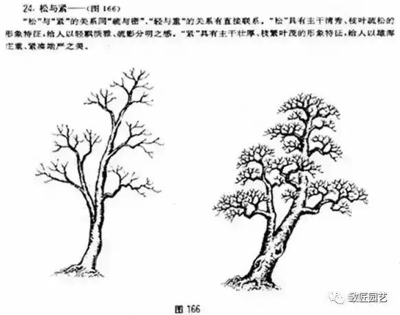 树木盆景蟠扎造型方法,树桩盆景的树木造型制作顺序