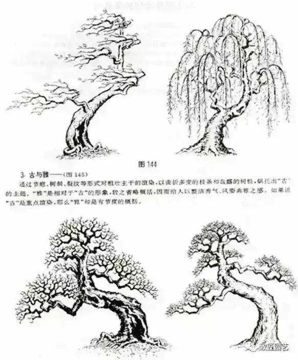 树木盆景蟠扎造型方法,树桩盆景的树木造型制作顺序