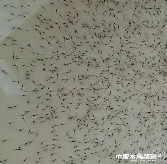 一个基层农技人员的心得体会,育苗技术员做什么