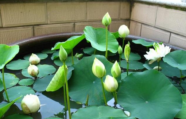 碗莲怎么开花开得多,怎样养碗莲的水不臭