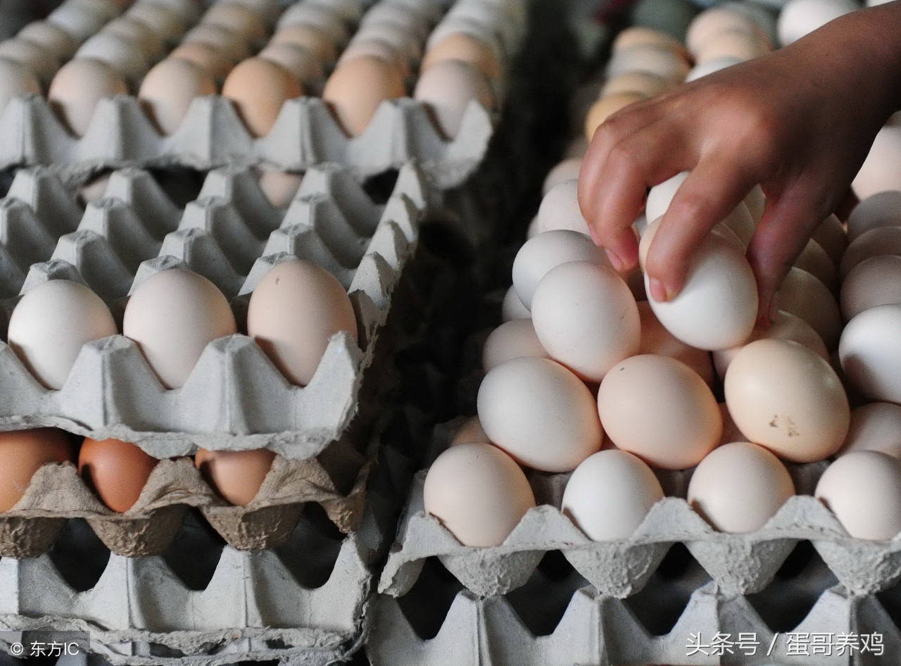 鸡蛋被污染导致外壳发霉,鸡蛋破了导致别的鸡蛋发霉了