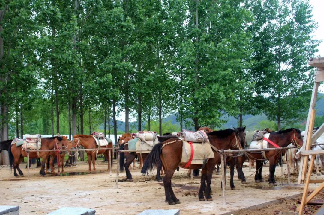 一个人旅行云南丽江,一个人去云南丽江旅行攻略图