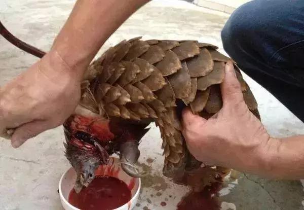 最可怕的代购骗局,代购十大骗局揭秘图