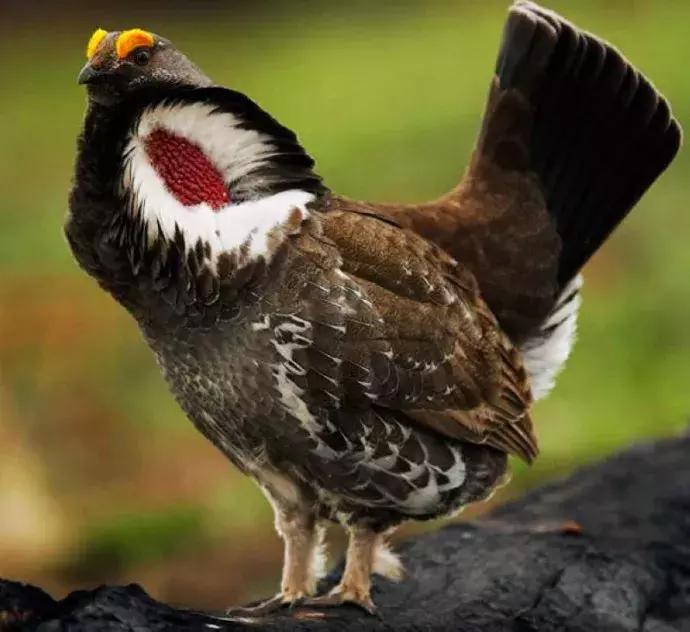 最可怕的代购骗局,代购十大骗局揭秘图