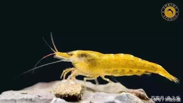 鱼缸丝藻用什么除藻液好用,鱼缸除藻剂用几天就除掉藻类