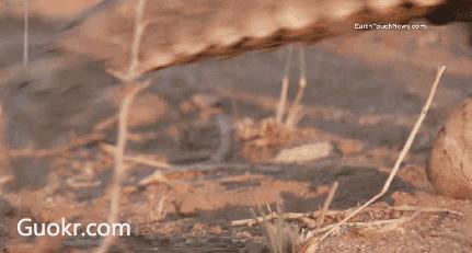 代购十大骗局揭秘图,真正的代购骗局