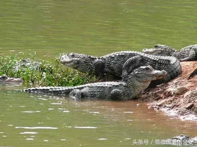 朋友圈里卖低价服装的真相,代购骗局揭秘朋友圈