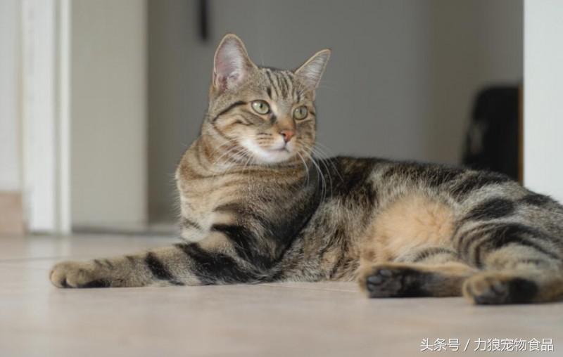 颜值爆表的8种中华田园猫,中华田园猫真的不比外国土猫好吗