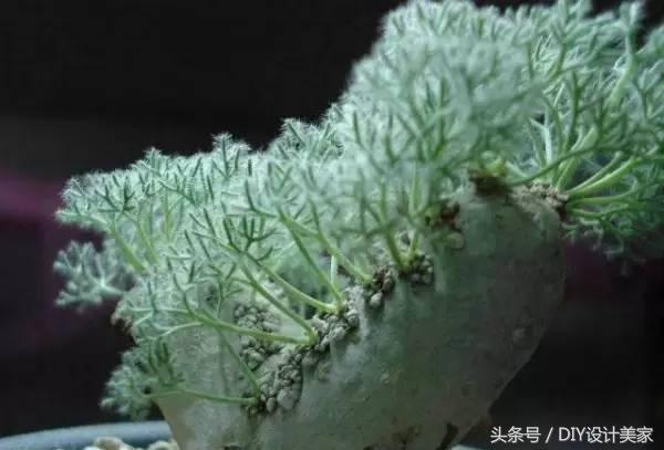 看看这些售价万元的多肉你认识几个